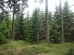 Zalesněný vrchol