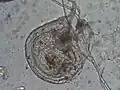 Makrofoto lapacího měchýřku bublinatky Utricularia blanchetii