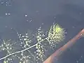 Vodní bublinatka Utricularia geminiscapa