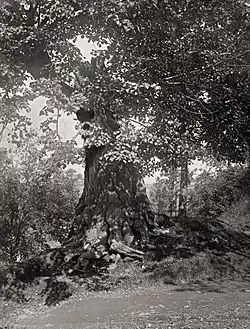 po roce 1930