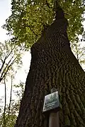 Významný strom na lokalitě