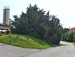 Chráněný tis červený