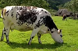 Pasoucí se jalovice normandského skotu