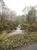 Potok