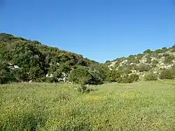 Vegetace v údolí Ela