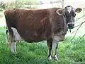 Kráva jerseyského plemene