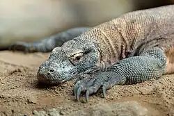 Varan komodský