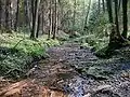 Prameny v údolí řeky Varėnė