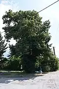 Památný strom Vavřinecká lípa