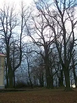 Vavřinecké lípy v období klidu
