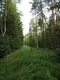 Cesta