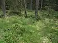 Porost suchopýrů