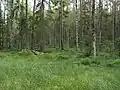 Les na lokalitě
