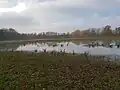Velký Budní rybník