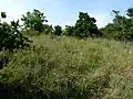 Drobné světliny, tzv. lesostepní polanky, mohou být útočištěm stepní bioty i mimo vlastní stepní a lesostepní oblast (Velký Hornek)