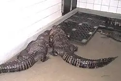 Krokodýlí farma ve Velkém Karlově
