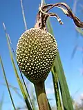 Plod Vellozia flavicans