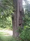 Jv. strana kmene se zakrytím dutiny