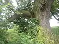 Severní strana kmene a poloodlomená větev