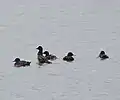 Hejnko turpanů hnědých