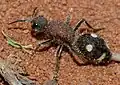 Druh Dolichomutilla sycorax z jižní Afriky