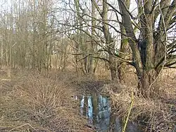 Vepříkovský potok při vtoku do PR Havranka