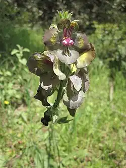 V. bugulifolium z Bulharska až Turecka