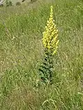 Divizna jižní (Verbascum chaixii)