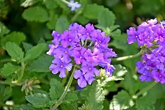 Glandularia 'EnduraScape Blue'