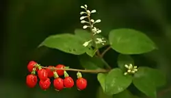 Rivina humilis