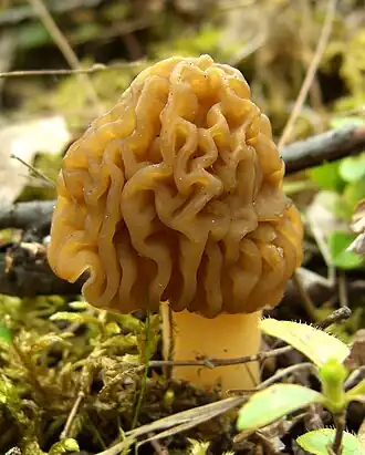 alternativní popis obrázku chybí