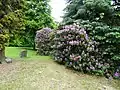 Rododendrony v anglickém parku
