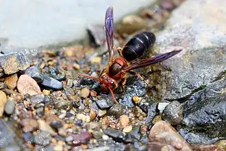 Vespa basalis
