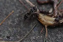 Vespula flaviceps (Japonsko)