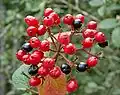 Plody kaliny Viburnum schensianum