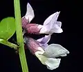 Detail květů vikve plotní (Vicia sepium)