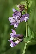 Květenství