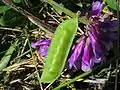 Nezralý lusk vikve huňaté (Vicia villosa)