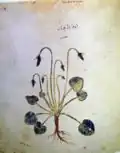 Folio 148v, Viola odorata (violka vonná)