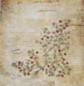 Folio 39v, Anagallis arvensis (drchnička rolní)
