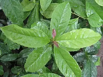 Listy cesmíny Ilex guayusa