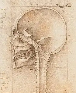Řez mediánní rovinou lidského crania (Leonardo da Vinci)