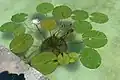 Rostlina leknínu (Nymphaea sp.)