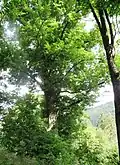 Lípa u Brantlova dvora II