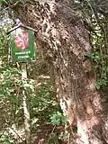 Označník a jižní strana kmene