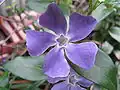 Toješťovité: květ barvínku většího (Vinca major)