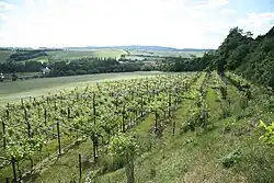 Vinohrad s naučnou stezkou