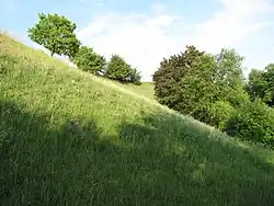 Kvetoucí bělozářka liliovitá na Vinném vrchu