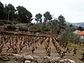 Vinice