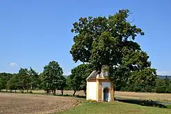 Lípa u Vintířova